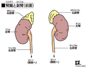 adrenal-glands